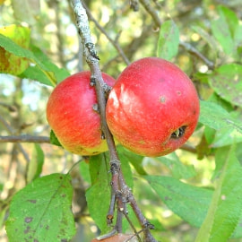 リンゴの写真
