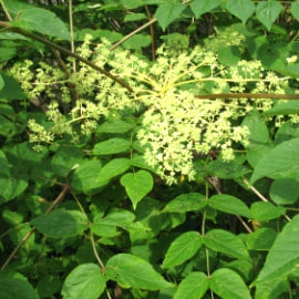 タラノキの写真